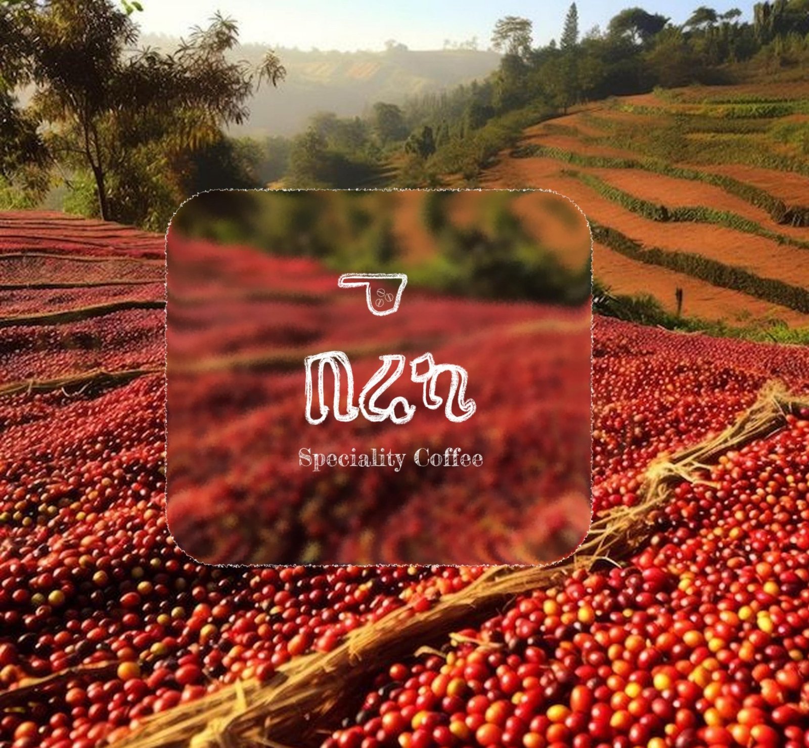 Coffee cherries drying in the Ethiopian highlands, with the Via Buna Amharic-inspired seal overlaid